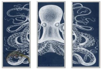 Octopus Study 01Blue SF